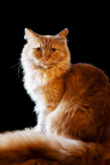 Portrait of sitting fluffy ginger cat on black