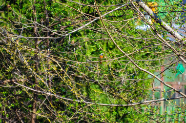Colorful True redstarts perched on spring tree branch with fresh green leaves. A small bird with bright plumage resting on a lichen-covered branch among spring foliage.