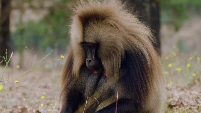 Portrait Of A Gelada Monkey (Theropithecus gelada) At Simien Mountains National Park In Ethiopia. Close-up Shot