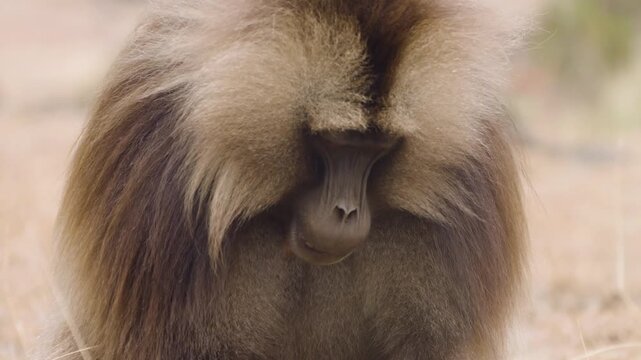 Close-up Portrait Of A Gelada Baboon In Simien Mountains National Park In Ethiopia.