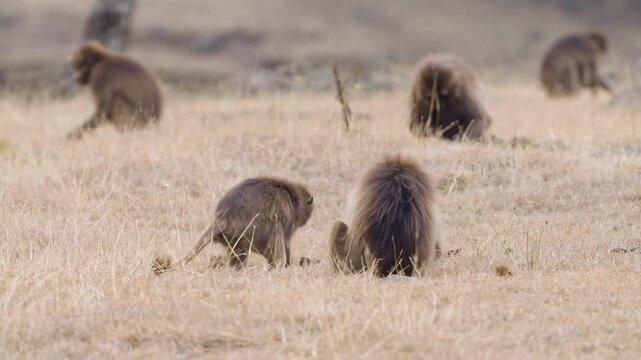 Group Of Gelada Monkeys In Simien Mountains National Park In Ethiopia - Wide Shot