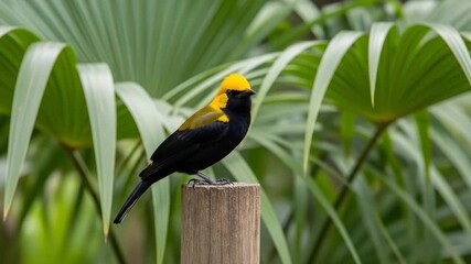 Golden-headed manakin bird perched on a wooden post among lush tropical foliage showcases its unique beauty and vibrant colors in a natural habitat setting