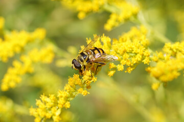 Batman hoverfly (Myathropa florea) on yellow flowers of Canadian goldenrod (Solidago Canadensis). Family Syrphidae. Netherlands August	