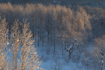 朝日に輝く霧氷の林