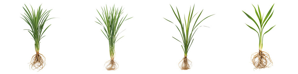 Vetiver herb plants with roots isolated on transparency background, fresh green leaves and natural texture, healthy Asian herb growth