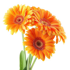 Bouquet of vibrant orange gerbera daisies, isolated, with green stems