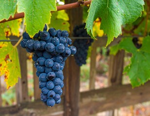Close-up of a bunch of grapes hanging on a vine