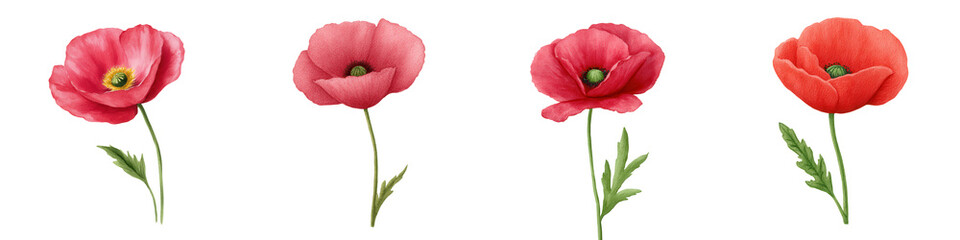 Red poppy flower remembrance day symbol with green stem and leaves in different shapes and shades of red watercolor