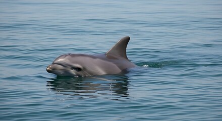 Dolphin swimming in ocean