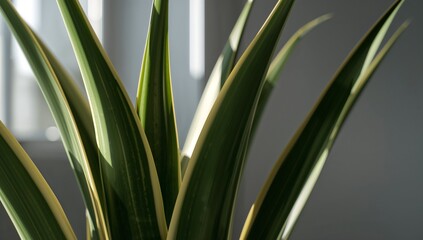 Obraz premium Close up of green variegated snake plant leaves catching sunlight indoors
