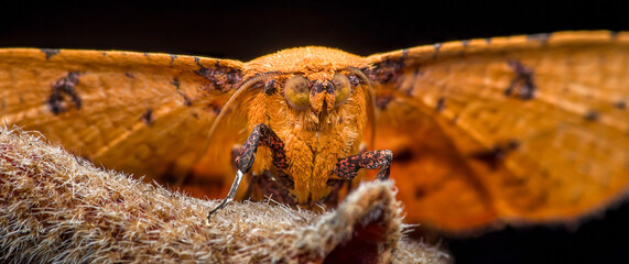 Orange moth perching on a branch at night.