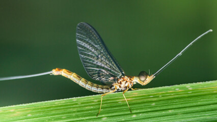 Mayfly standing on a green leaf with long antennae and detailed wings.