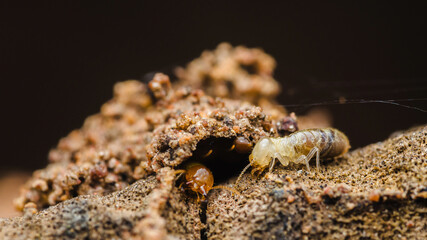 Termites building their nest on decaying wood in nature.