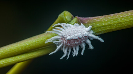 Mealybug crawling on green plant stem: a close-up view