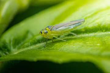 Small green leafhopper standing on a vibrant green leaf
