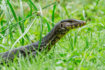 Water monitor lizard exploring lush green grass