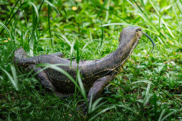 Monitor lizard exploring lush green grass with forked tongue out