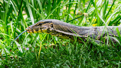 Water monitor lizard flicking its blue forked tongue in green grass