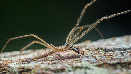 Spider walking on tree bark in natural habitat