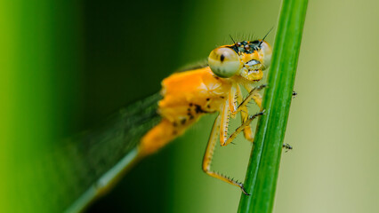 Orange damselfly perching on green grass blade