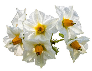  Closeup of White Potato Flowers with Dewdrops, Fresh Morning Glow, isolated on transparent background