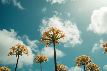 Obraz premium Stunning Yellow Flowers Against Blue Sky: Nature Photography