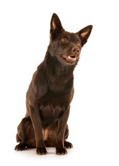 Australian Kelpie in studio
