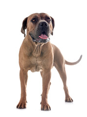 Obraz premium young cane corso