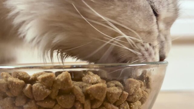 A lop-eared cat eats dry food from a transparent bowl in the kitchen