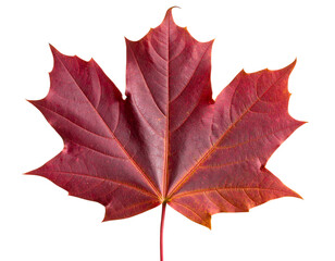 Fototapeta premium Curled Autumn Red Maple Leaf with Natural Shadows, Isolated PNG