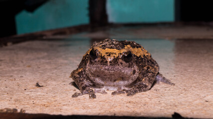A photograph of a banded bullfrog. Taken from Las Pinas, NCR, Philippines. 