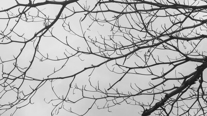 A black and white photograph of tree branches. Taken from Las Pinas, NCR, Philippines. 