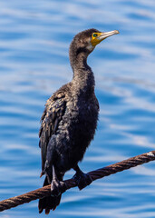 Close-up with a cormorant (Phalacrocorax carbo) standing on the rope near the water