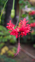 A photograph of a Spider hibiscus flower. Taken from Las Pinas, NCR, Philippines.
