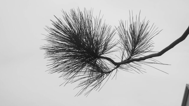 A black and white photograph of a longleaf pine branch. Taken from Las Pinas, NCR, Philippines. 