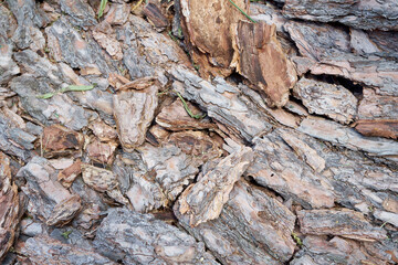 tree bark texture on the ground
