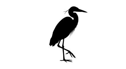 Elegant Heron Bird Walking Silhouette on White Background in Black and White silhouette