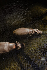 hippopotamus in the water © Дима Крапивин