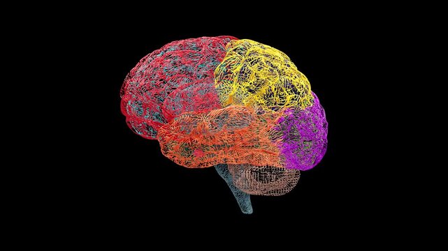 Human brain rotating in a seamless loop with each lobe and region displayed in a different color, shown as a wireframe mesh on a transparent background for anatomical and educational use.