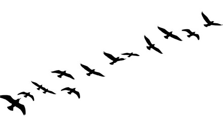 Flock of Birds Flying in Formation on White Background silhouette