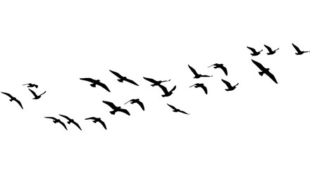 Flock of Birds Flying in Formation Black and White Silhouette