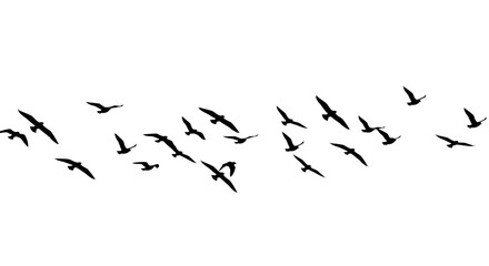 Flock of Birds Flying in Formation Isolated on White Background silhouette