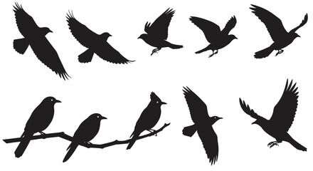 Obraz premium Collection of Bird Silhouettes in Various Poses on White Background silhouette