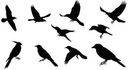 Seamless Pattern of Flying Birds Black Silhouettes on White Background Vector Illustration silhouette