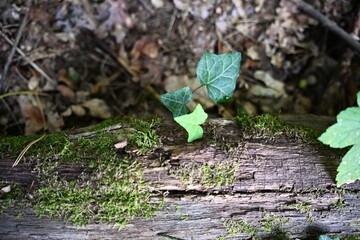 Close-up of young ivy growing on a moss-covered log in the forest. Perfect for eco tourism, hiking, sustainability, ecology, and outdoor adventure concepts.