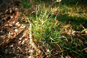 Close-up of fresh green grass growing in the forest with sunlight and shadows on the ground. Natural outdoor scene showing wild vegetation and ecology.