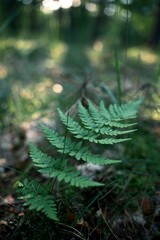 Close-up of a green fern in the forest. Ideal for eco tourism, hiking, nature walks, sustainability, ecology, outdoor exploration, and environmental concepts.