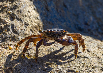 Close-up of a Stone Crab - Pachygrapsus Marmoratus