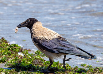 Close-up of a Hooded Crow (Corvus cornix) feeding