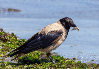 Close-up of a Hooded Crow (Corvus cornix) feeding